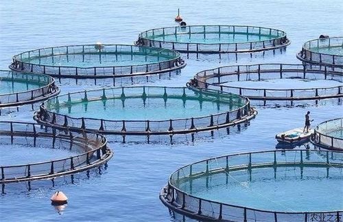中越两国投放千万尾鱼苗 守护北部湾渔业可持续发展