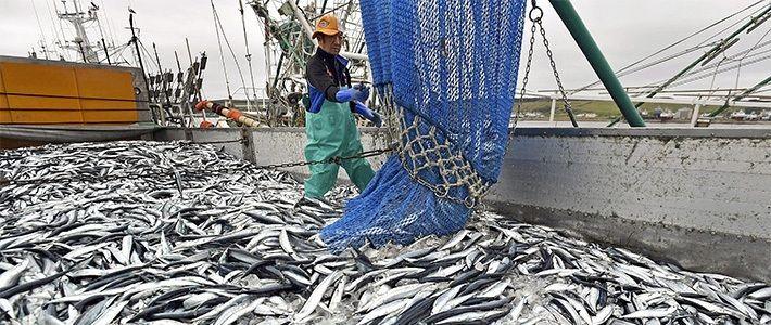 "透支"日本海产:经过30年的疯狂捕捞,北海渔场将无法挽救_腾讯新闻
