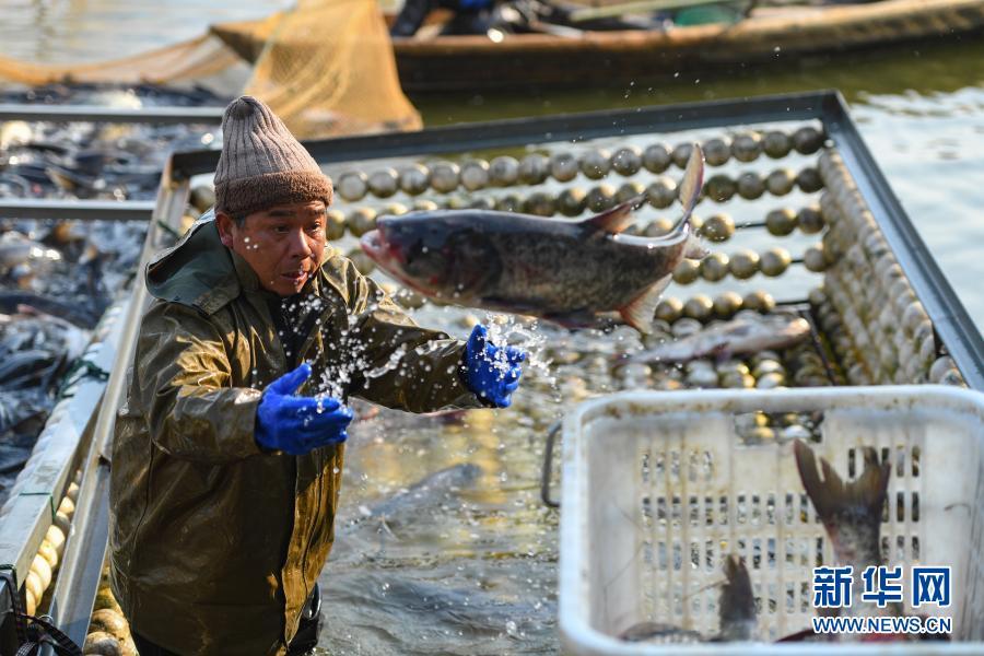 1月15日,在湖南省益阳市资阳区黄家湖渔场,工作人员将捕到的鱼放入鱼